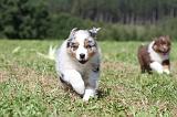 BERGER AUSTRALIEN PUPPIES 040